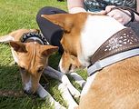 Basenji KSM Muenster 2014 (1077)